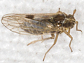 Laodelphax striatella